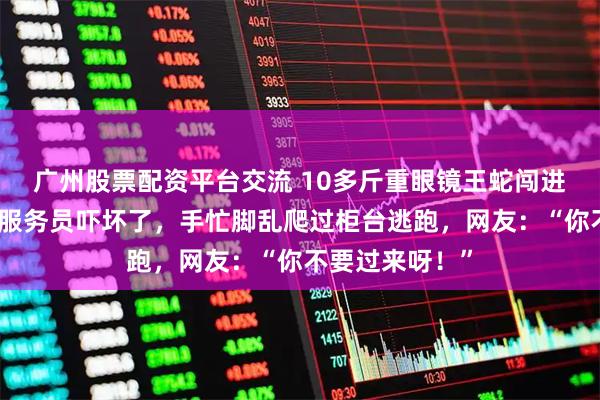 广州股票配资平台交流 10多斤重眼镜王蛇闯进酒店前台，男服务员吓坏了，手忙脚乱爬过柜台逃跑，网友：“你不要过来呀！”